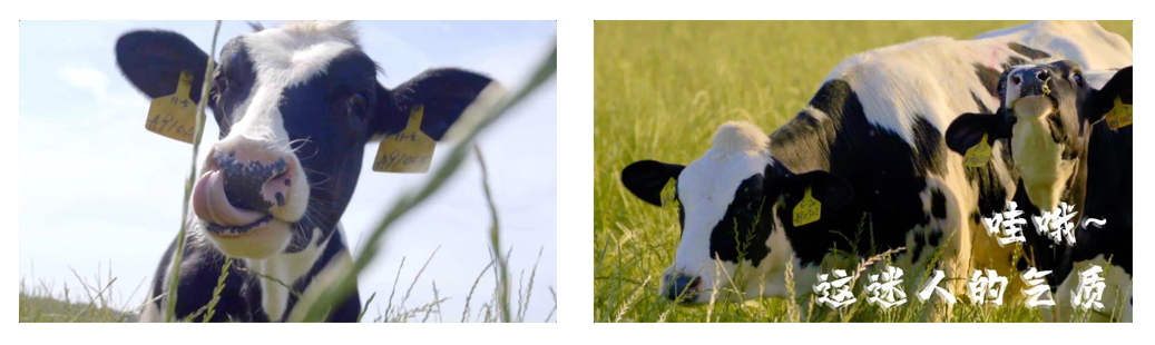 花花牛丨每天一杯奶，幸福健康喝出來?。?！