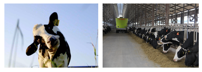 花花牛丨每天一杯奶，幸福健康喝出來?。。? style=