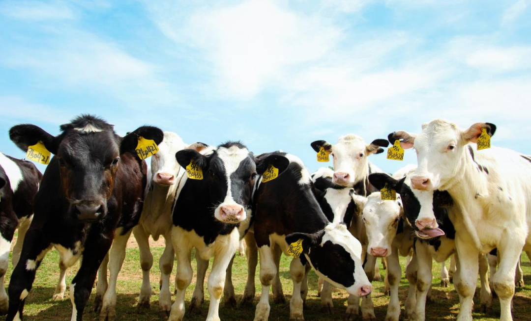 北京大學南南合作與發展學院教授、全球伙伴關系主任周詠梅一行蒞臨花花牛平輿瑞亞牧業參觀調研