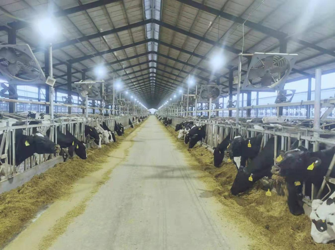 北京大學南南合作與發展學院教授、全球伙伴關系主任周詠梅一行蒞臨花花牛平輿瑞亞牧業參觀調研