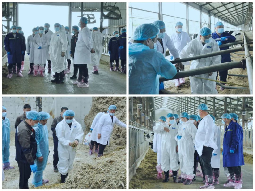 花花牛丨國家奶牛產業技術體系首席科學家、中國農業大學教授李勝利一行蒞臨花花牛魯山瑞亞參觀調研