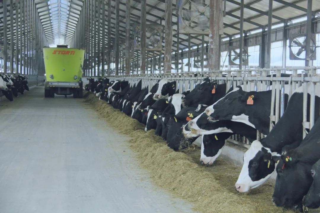 花花牛丨駐馬店市遂平縣政協黨組書記、主席張衛東一行蒞臨花花牛魯山瑞亞牧場參觀