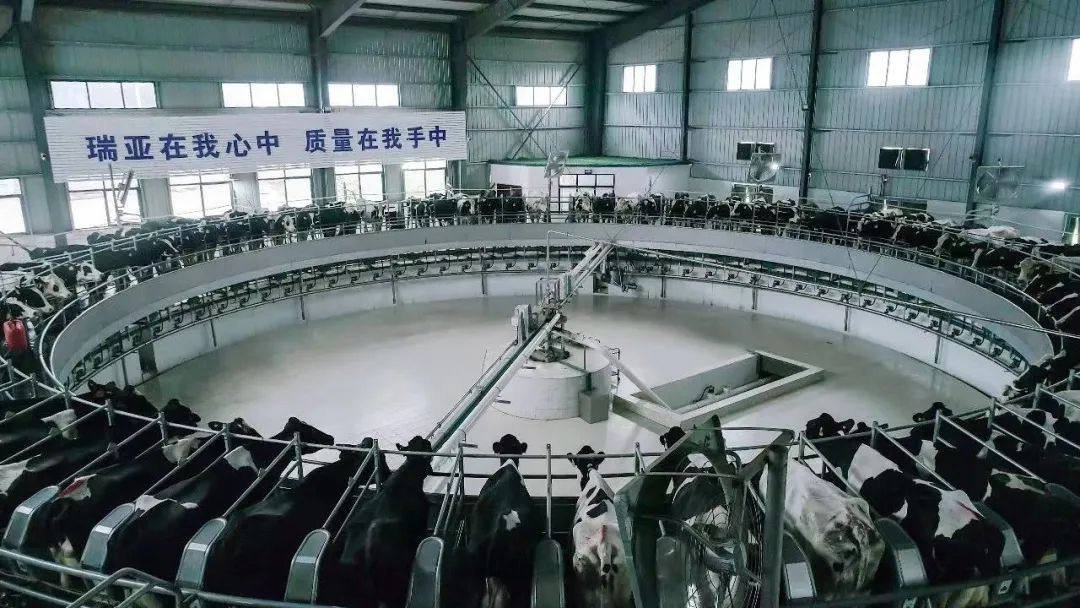 花花牛 | 河南瑞亞牧業入選“河南省畜禽核心育種場” 花花牛 | 河南瑞亞牧業入選“河南省畜禽核心育種場”