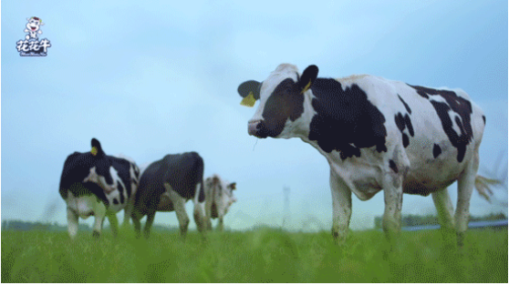 河南省高級人民法院院長胡道才一行蒞臨花花牛乳業集團開展“萬人助萬企”活動 助力企業發展