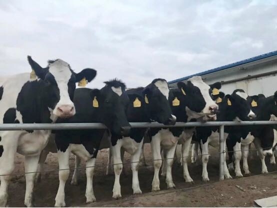 花花牛乳業(yè)集團2019年花生秸稈招標公告